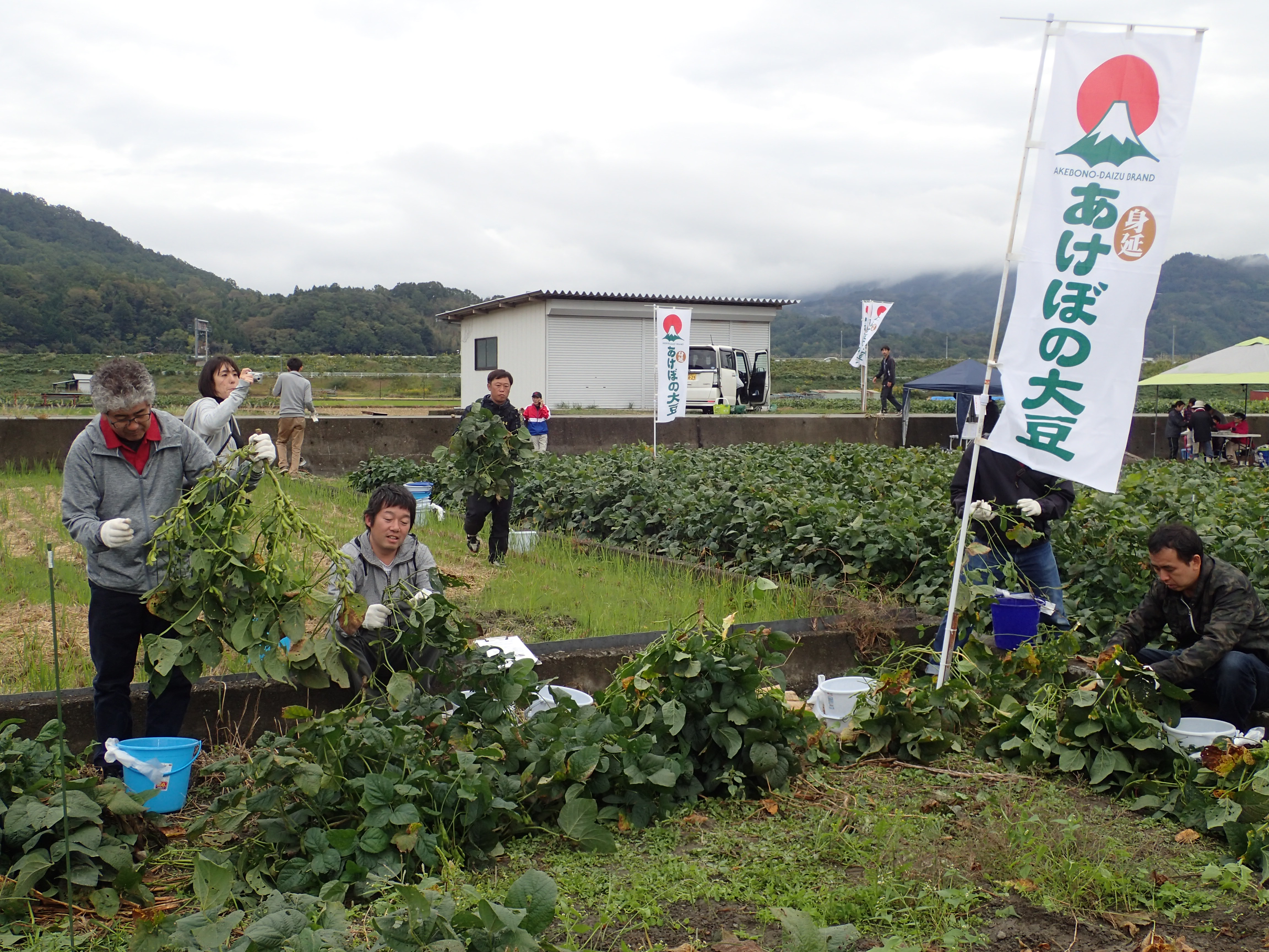 あけぼの大豆収穫体験